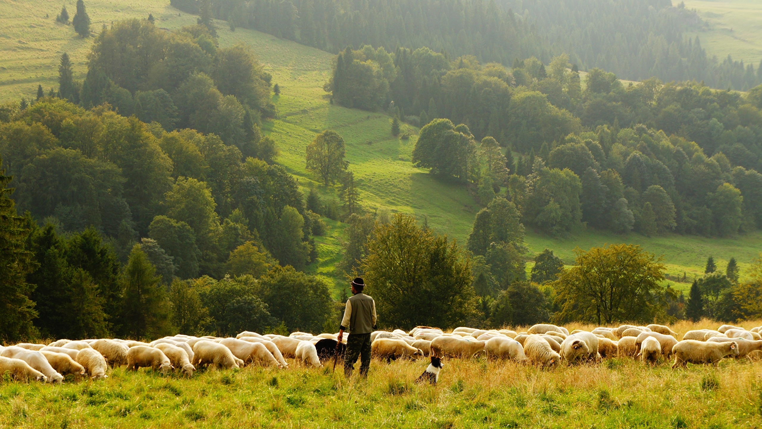 Пастух с овцами