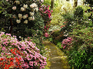 Фотографии Австралия Сады Рододендрон Кусты George Tindale Memorial Garden Sherbrooke