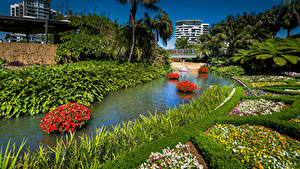 Фотография Австралия Парк Речка Петунья Фиалка трёхцветная Брисбен Queensland Природа