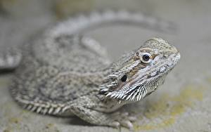 Фото Ящерица Размытый фон Смотрит Bearded Agama животное