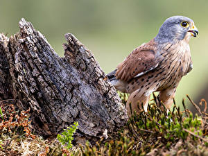 Фото Птицы Крупным планом Сокол common kestrel Животные