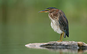 Фотография Птицы Вблизи Клюв green heron Животные