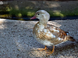 Фото Птицы Утка 1ZOOM Wood duck Животные