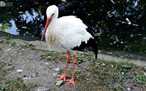 Картинка Птицы Аисты 1ZOOM White stork Животные