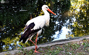 Фото Птицы Аисты 1ZOOM White stork