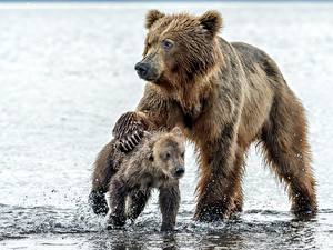 Картинки Медведи Гризли Детеныши Вода Двое Животные