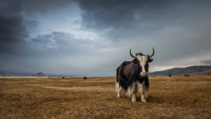 Обои Бык Луга Yak Altai Животные