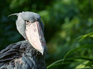 Обои для рабочего стола Крупным планом Птица Боке Голова Клюв Shoebill Животные