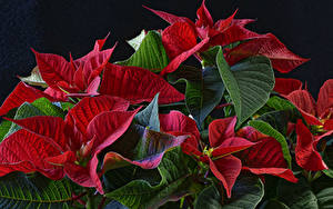 Фото Крупным планом Красная Лист Poinsettia цветок