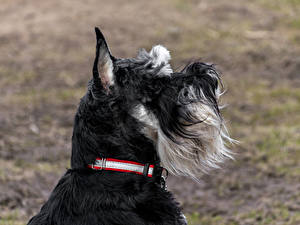 Картинки Собаки Цвергшнауцер 1ZOOM Miniature Schnauzer Животные