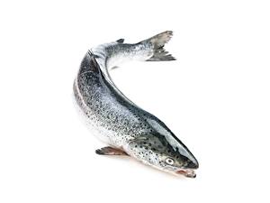 Картинки Рыба Лососи Белом фоне Atlantic salmon животное