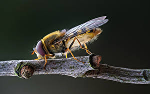 Фото Мухи Насекомые Крупным планом syrphid fly