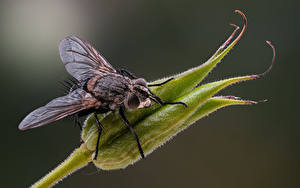 Обои для рабочего стола Мухи Насекомое Крупным планом tachinid fly Животные