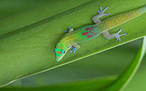 Фотографии Ящерицы Зеленых Gekkonidae животное