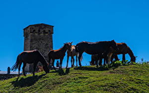 Обои Грузия Лошадь Башни Ushguli village, Svaneti Животные Природа