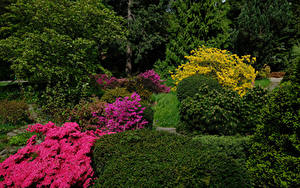 Картинки Германия Парки Рододендрон Кустов Botanischer Garten Solingen Природа