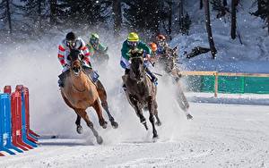 Фотографии Лошадь Зимние Снеге Бегущая international White Turf horse racing спортивный