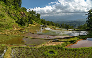 Фотографии Индонезия Поля Воде Sulawesi