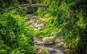 Фотография Индонезия Лес Камень Мост Ручеек Tampaksiring, Bali Природа