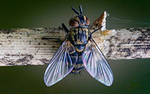 Картинки Насекомые Вблизи Мухи Крылья Tachinid fly животное