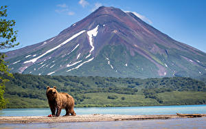 Фото Камчатка Россия Озеро Горы Медведь Бурые Медведи Kurile Lake, South Kamchatka reserve Природа