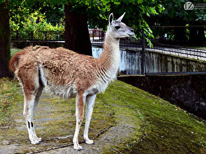 Картинка Лама 1ZOOM Guanaco Животные