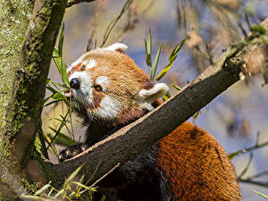 Фото Малая панда Медведь ©Tambako The Jaguar Животные