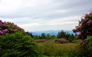 Фото Штаты Парки Рододендрон Кустов Carolina Roan Mountain Rhododendron Gardens Природа