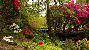 Картинка Великобритания Сады Дерево Кустов Bodnant Garden Природа