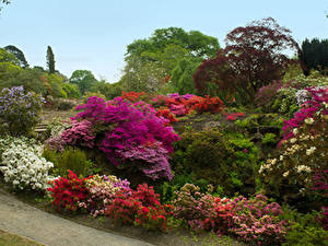 Обои Великобритания Сады Рододендрон Кустов Уэльс Bodnant Gardens