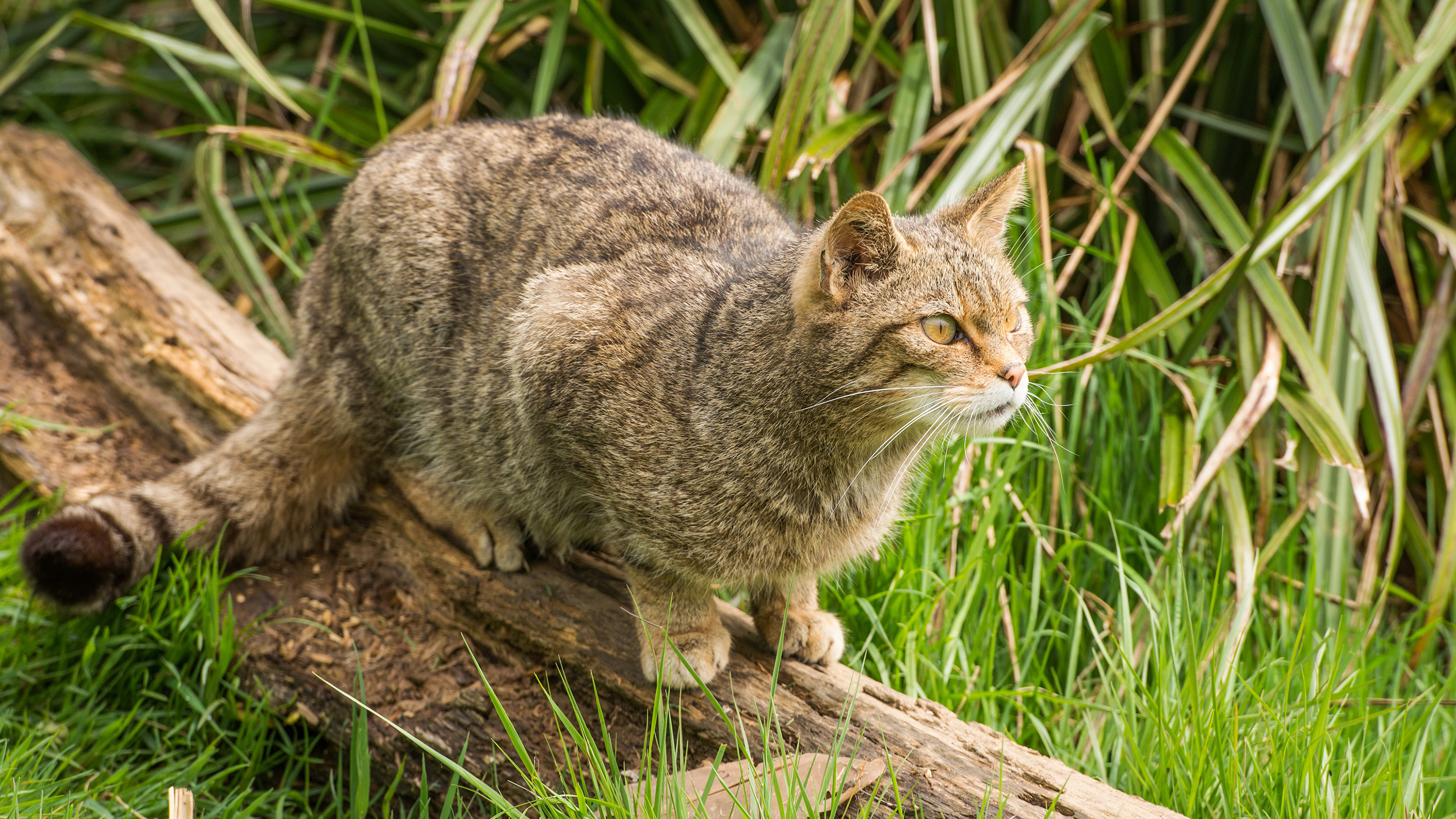 природа животные кот трава nature animals cat grass без смс