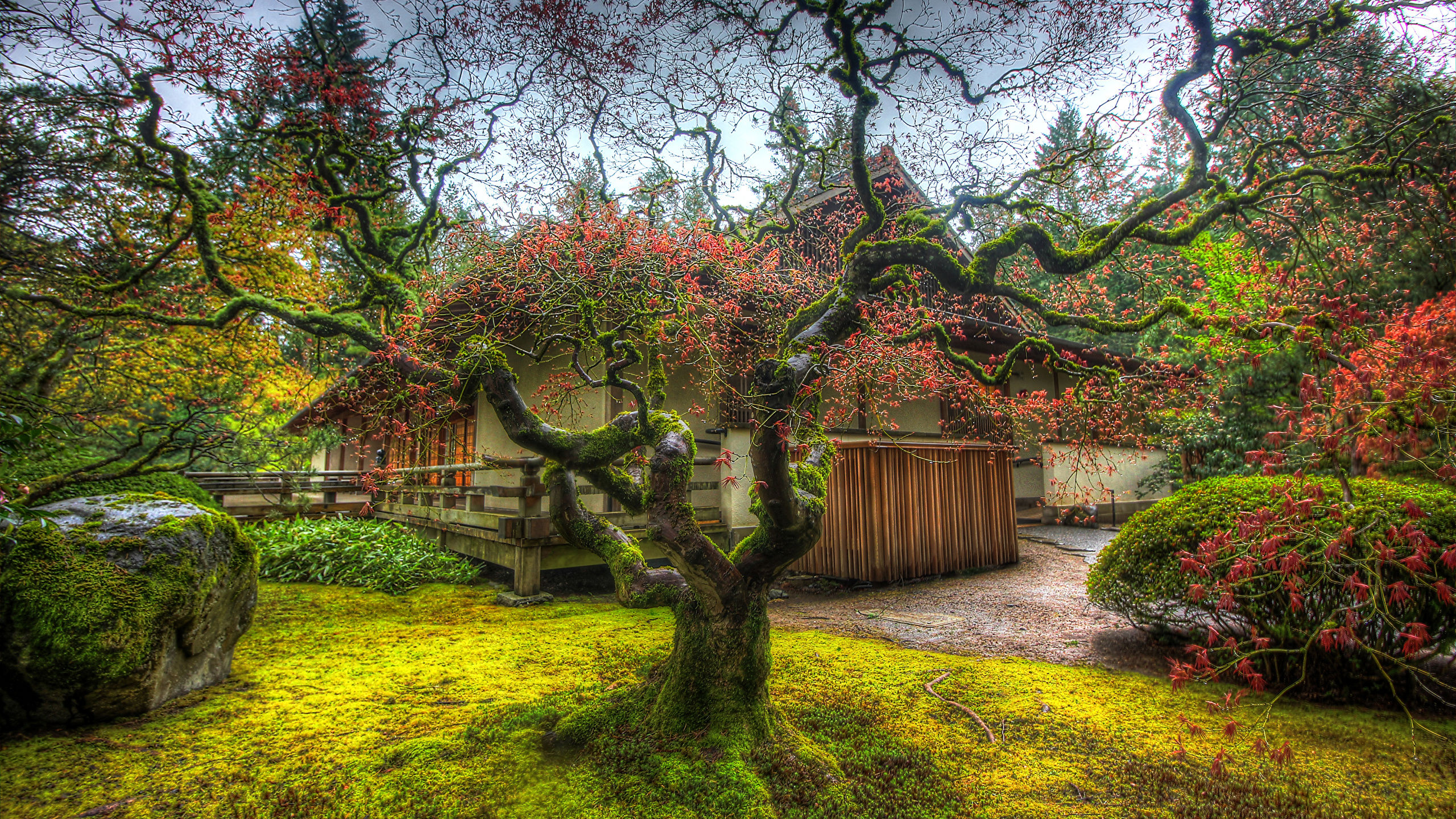 США Сады Дома Portland Japanese Garden Деревья HDR Мох Ветки Природа фото 2...