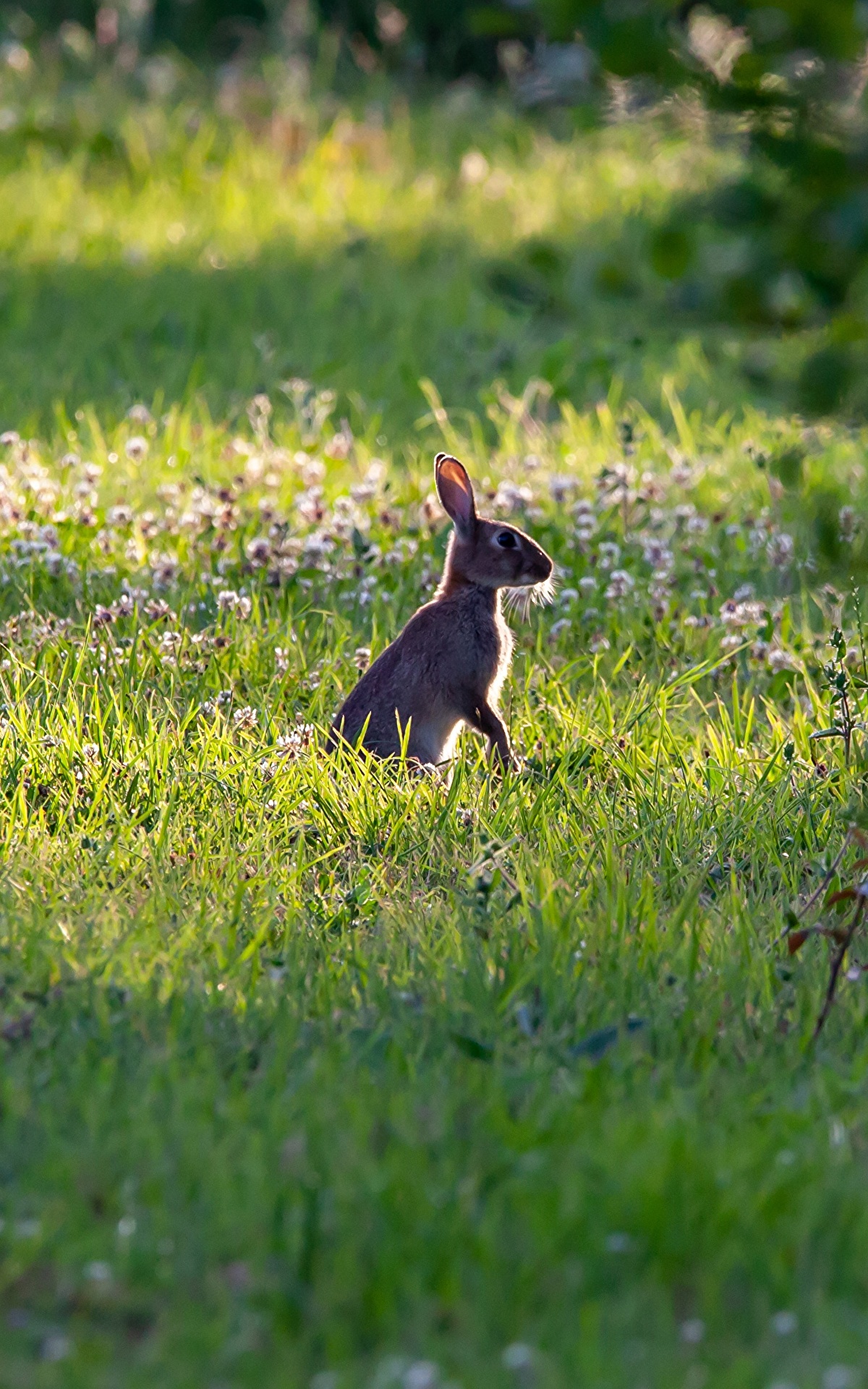 Grass animals. Зайчонок в траве. Зайчик в траве. Зайчик на природе. Зайчик на травке.