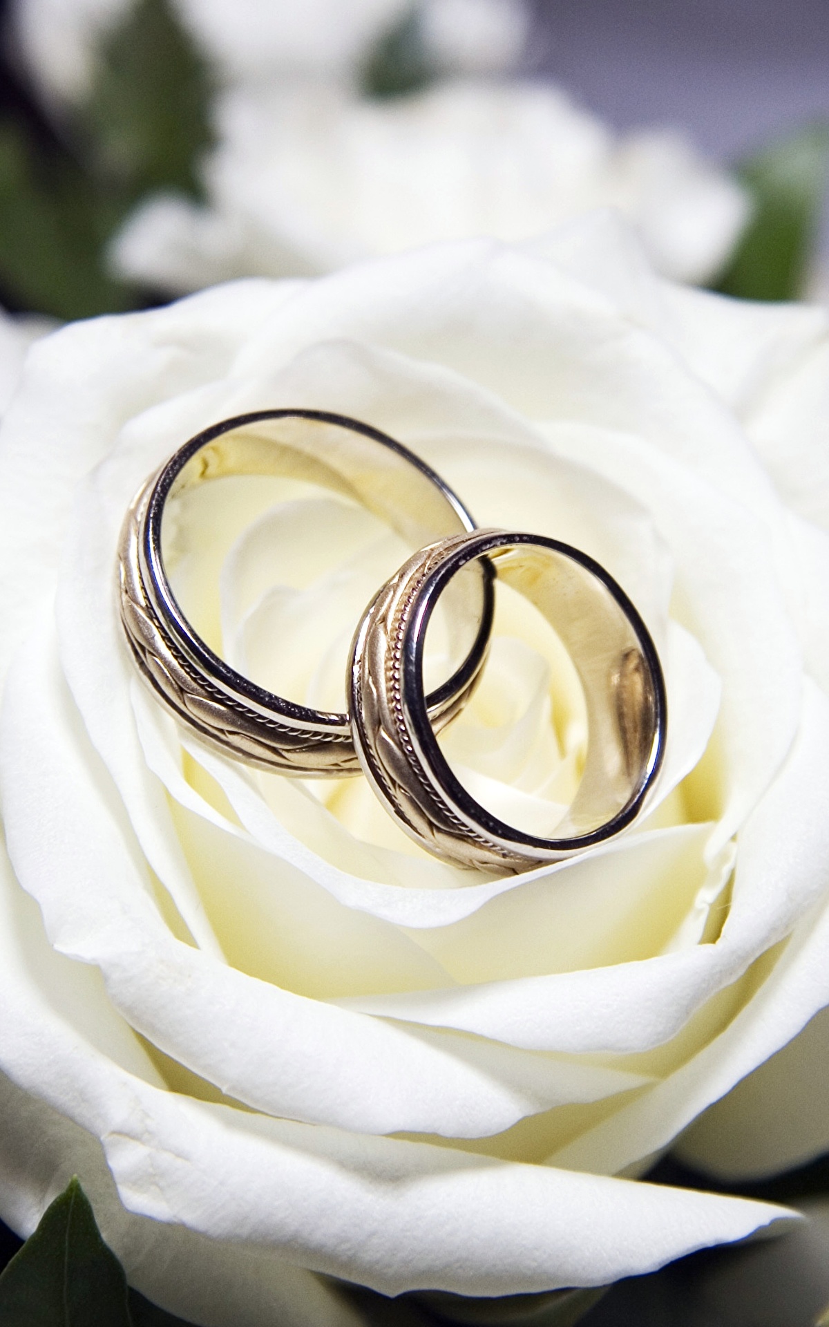 Обручальные кольца и розы