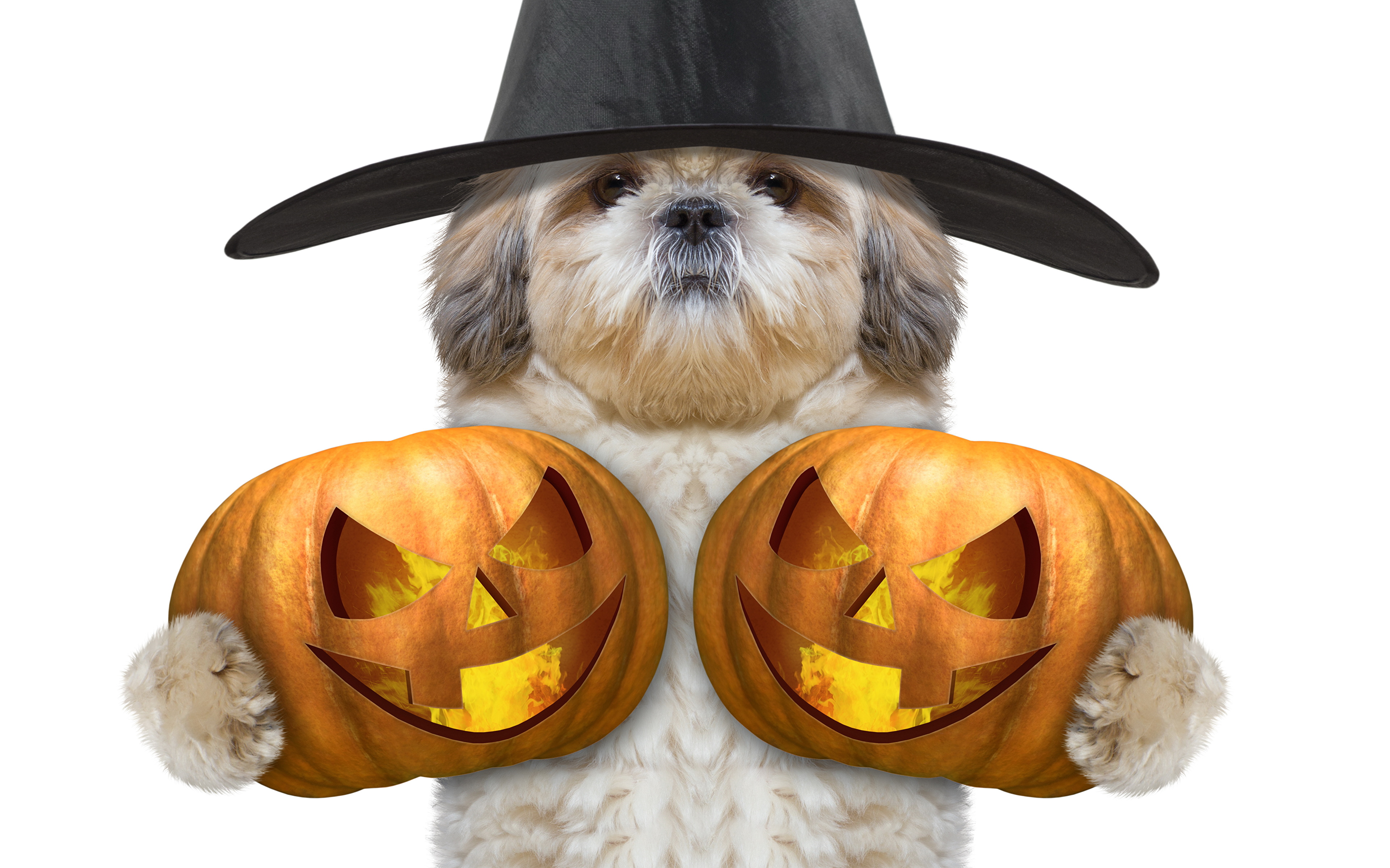 Корм для собак pumpkin. Хэллоуин картинки. Хэллоуин на белом фоне. Тыква в шляпе на Хэллоуин. Тыква Хэллоуин собака.