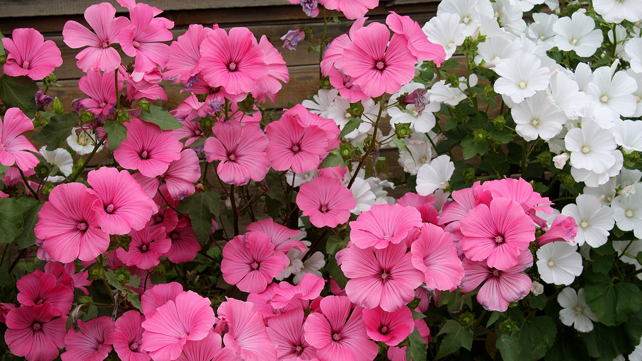 Садовый цветок с розовыми цветами фото и названия