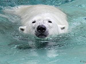 Картинка Медведи Полярный Вода