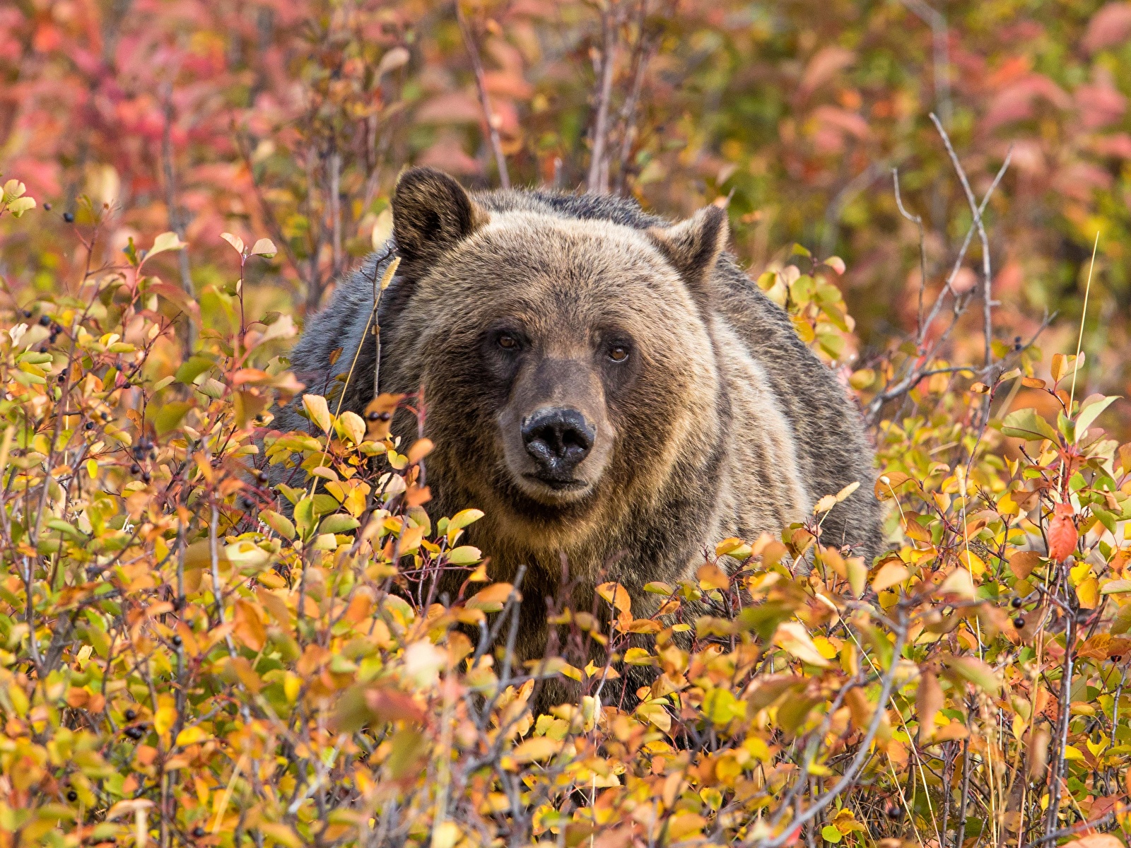 Медведь в осеннем лесу