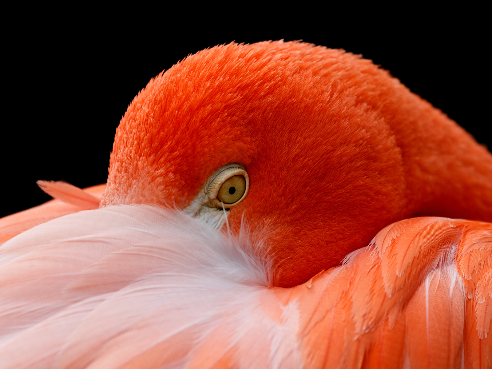 Фото Фламинго оранжевая головы Животные Крупным планом 1600x1200 Оранжевый оранжевые оранжевых вблизи Голова животное