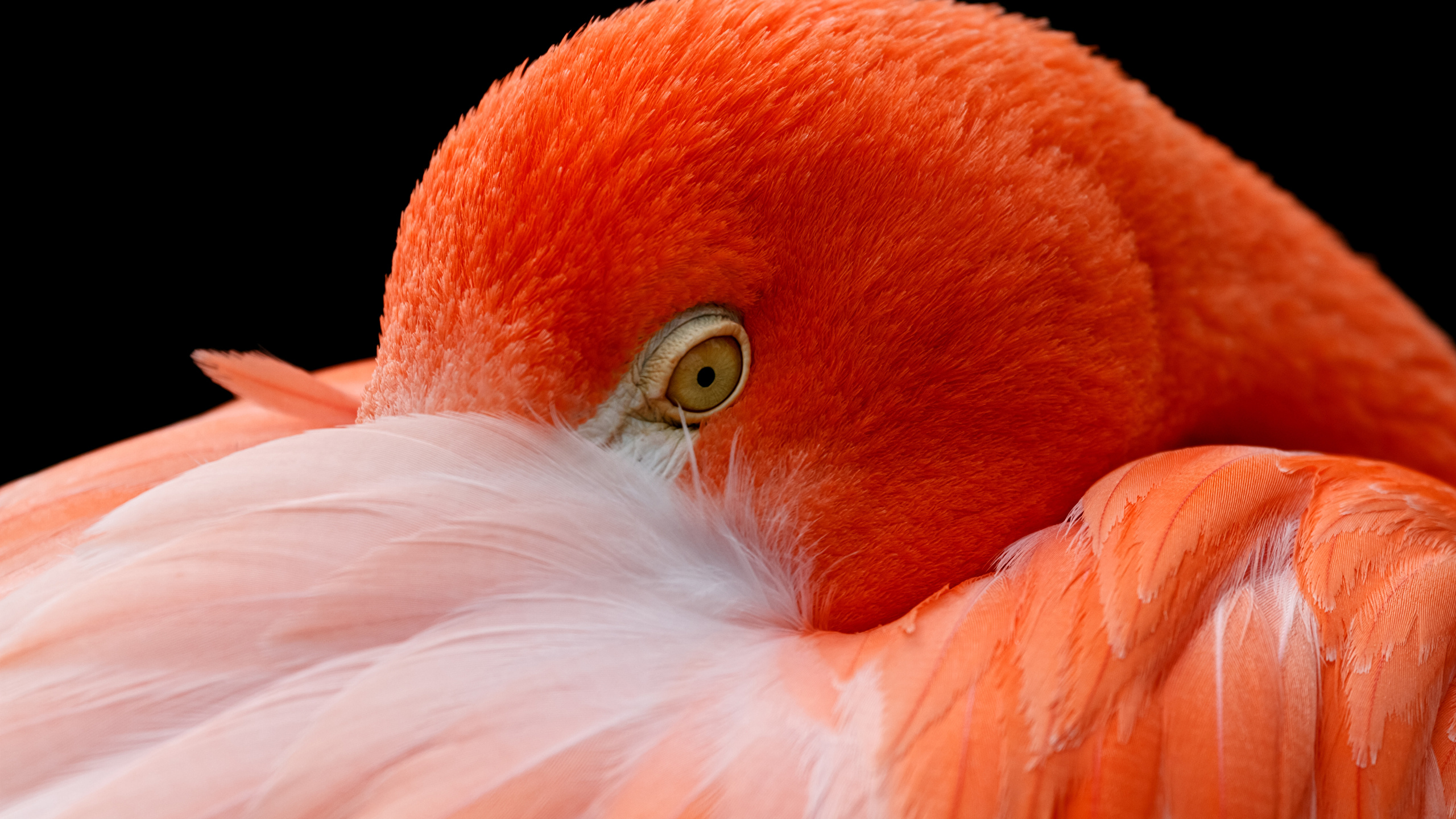 Фото Фламинго оранжевая головы Животные Крупным планом 2560x1440 Оранжевый оранжевые оранжевых вблизи Голова животное