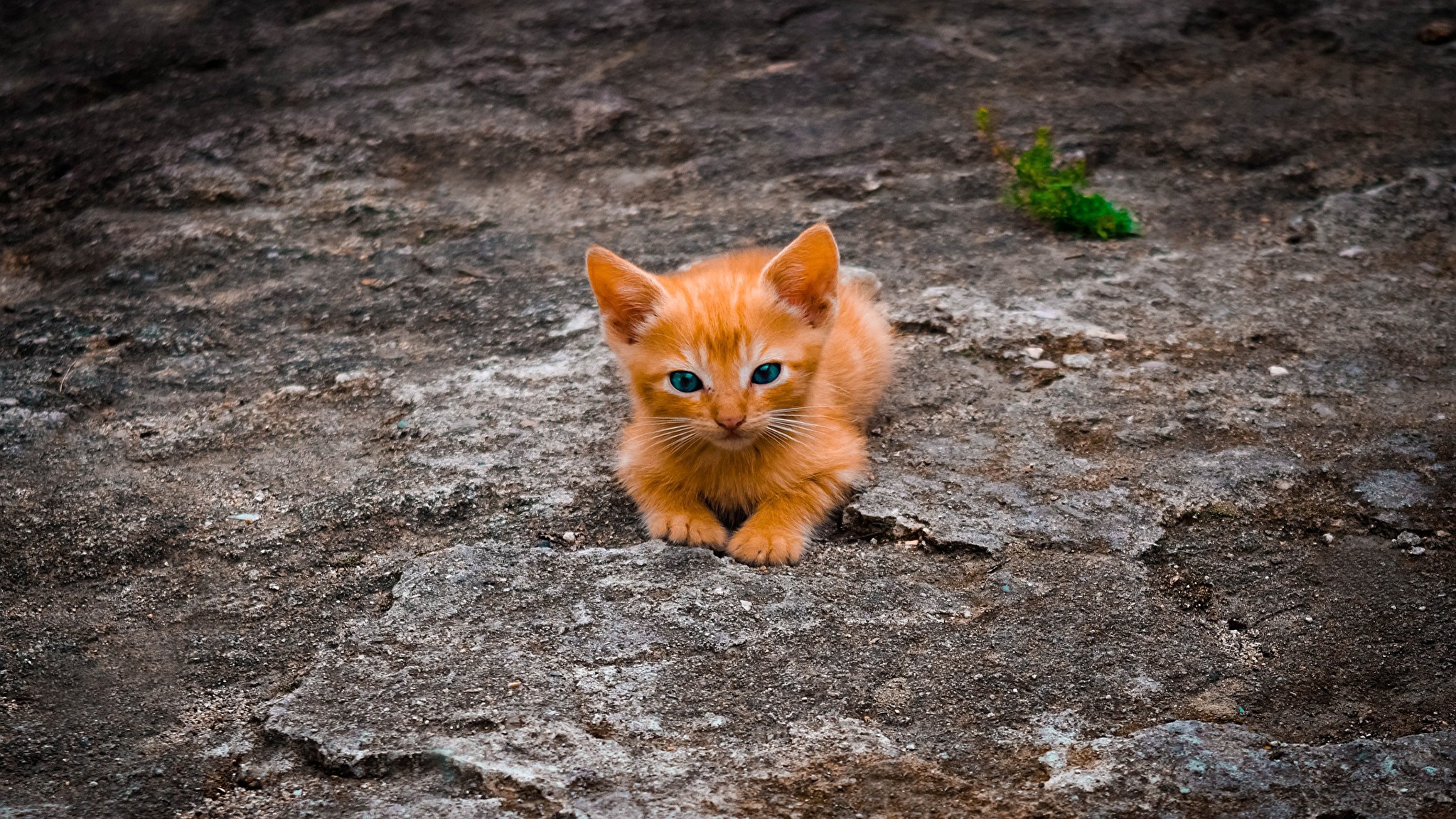 Бездомный рыжий котенок
