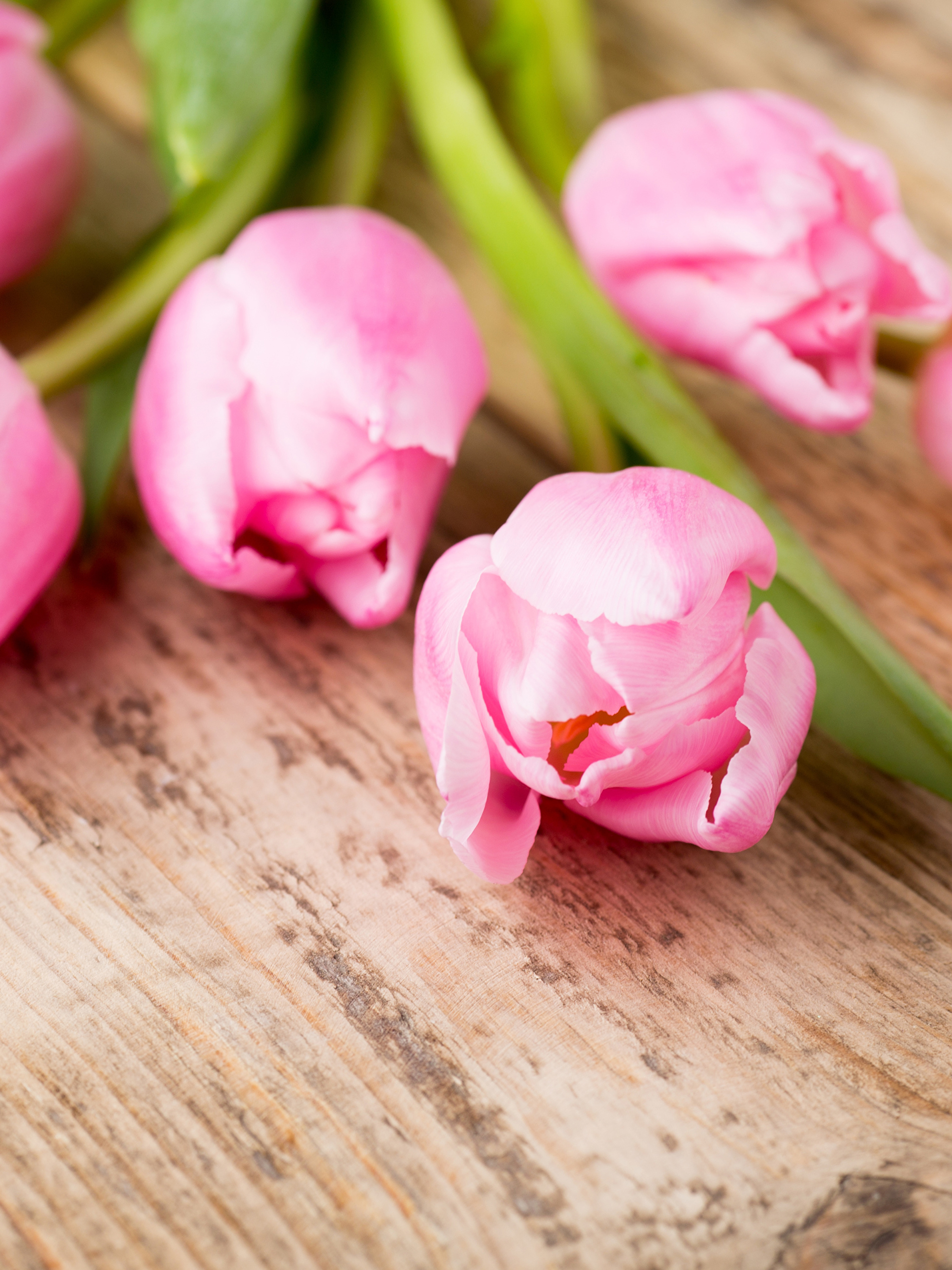 Нежные розовые тюльпаны