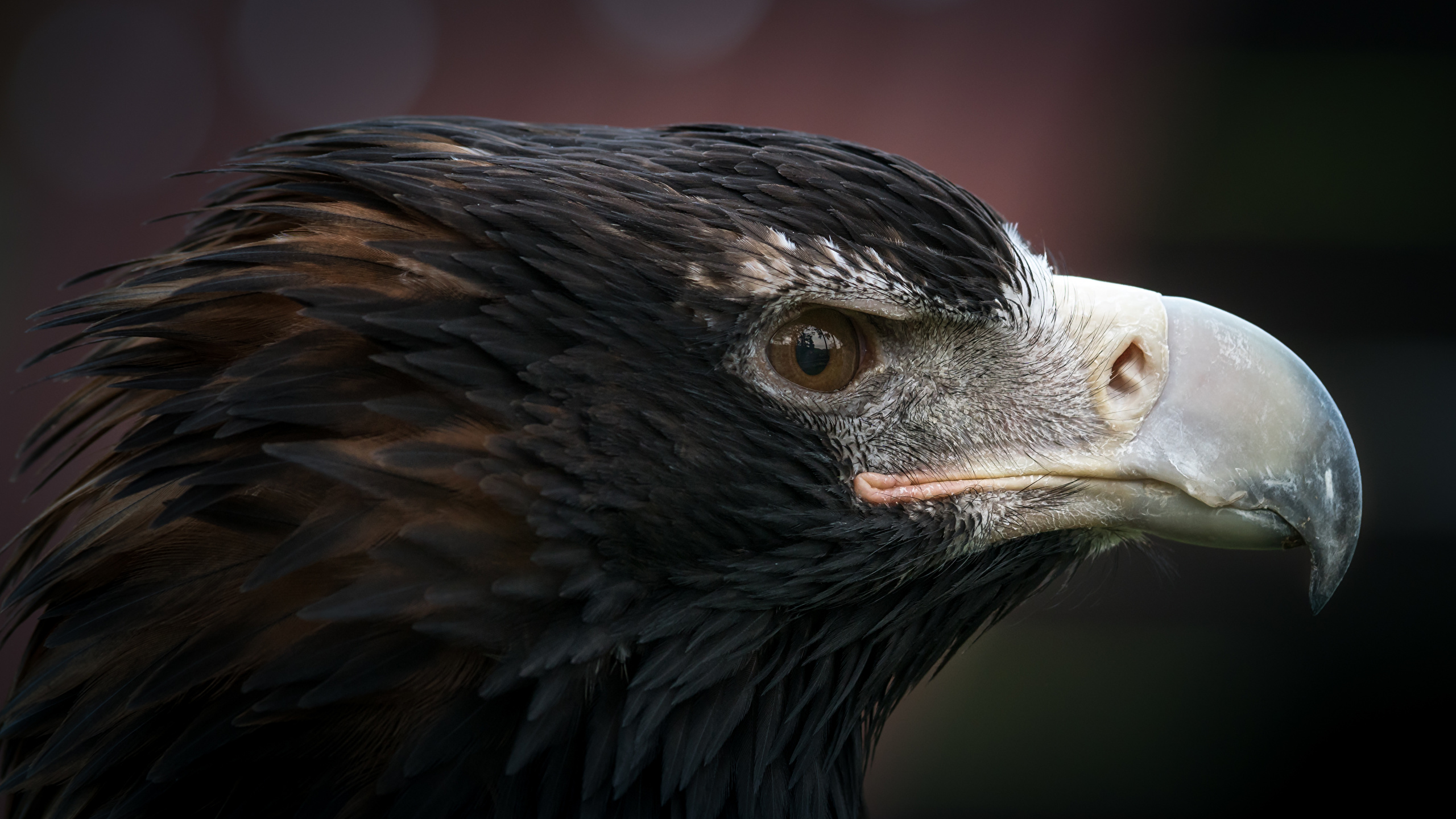 Фотография Орлы Птицы Клюв Голова Животные Крупным планом 2560x1440 орел птица вблизи головы животное