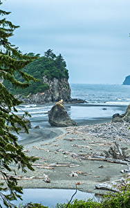 Картинка США Парк Озеро Вашингтон Ели Скале Залива Olympic National Park Природа