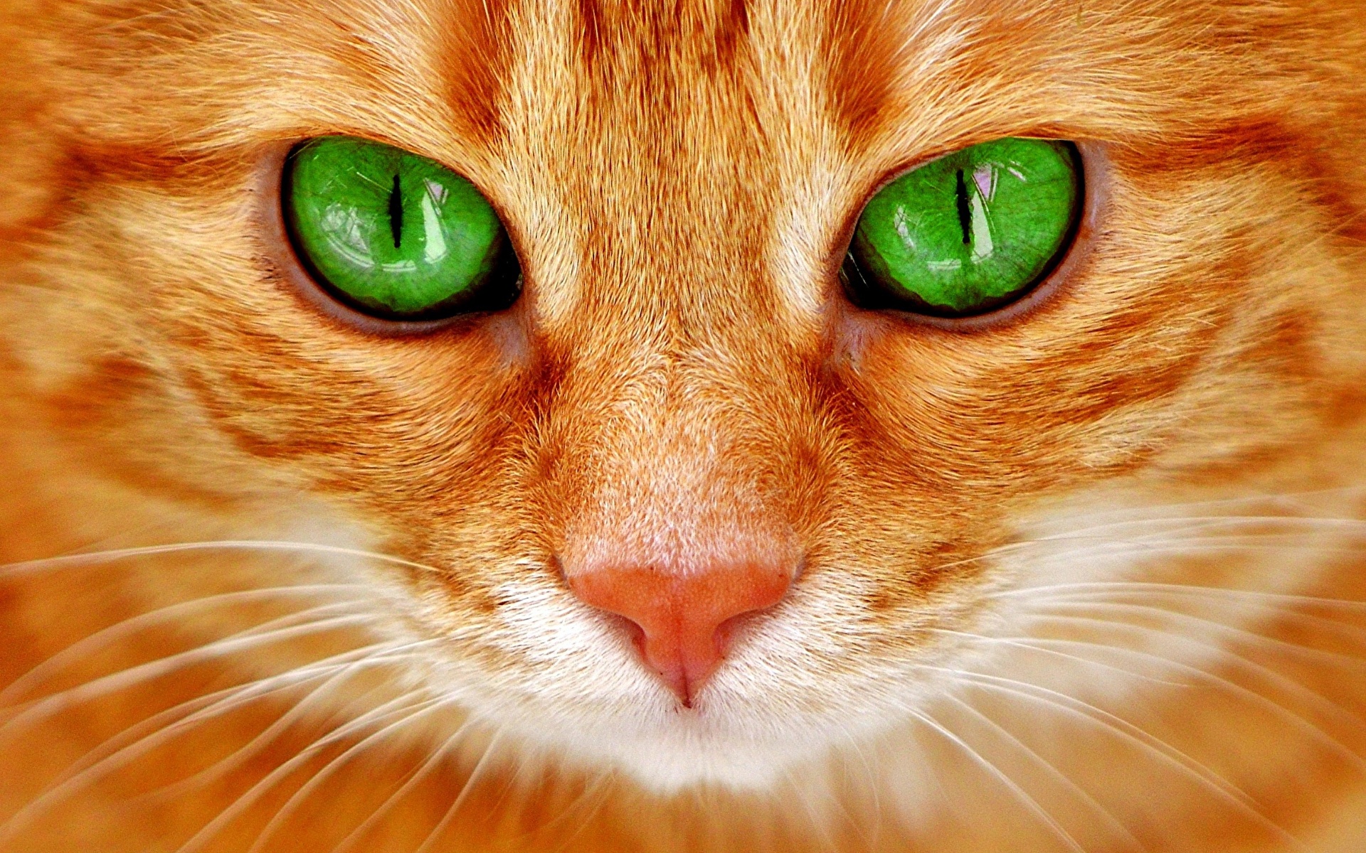 кот зеленые глаза мордочка загрузить