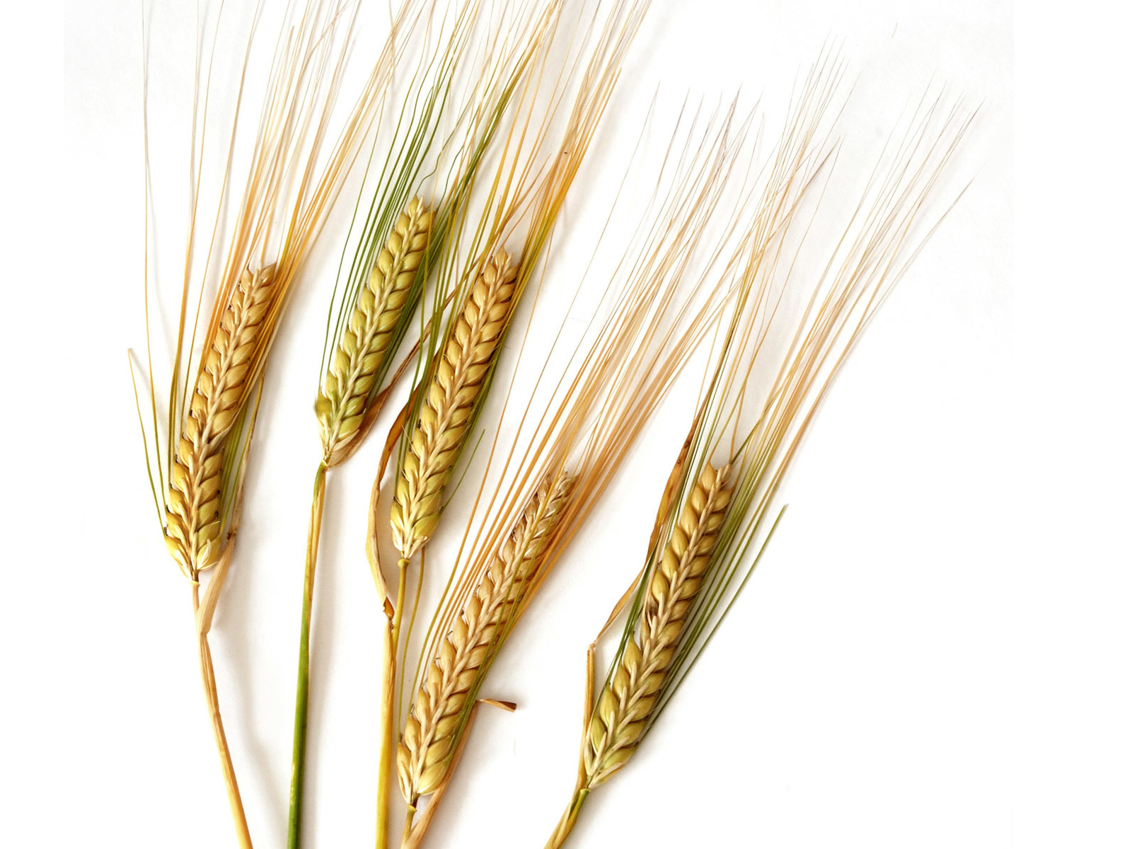 Колосок пшеницы. Колос ржи и Колос пшеницы. Ячменный Колос растение.