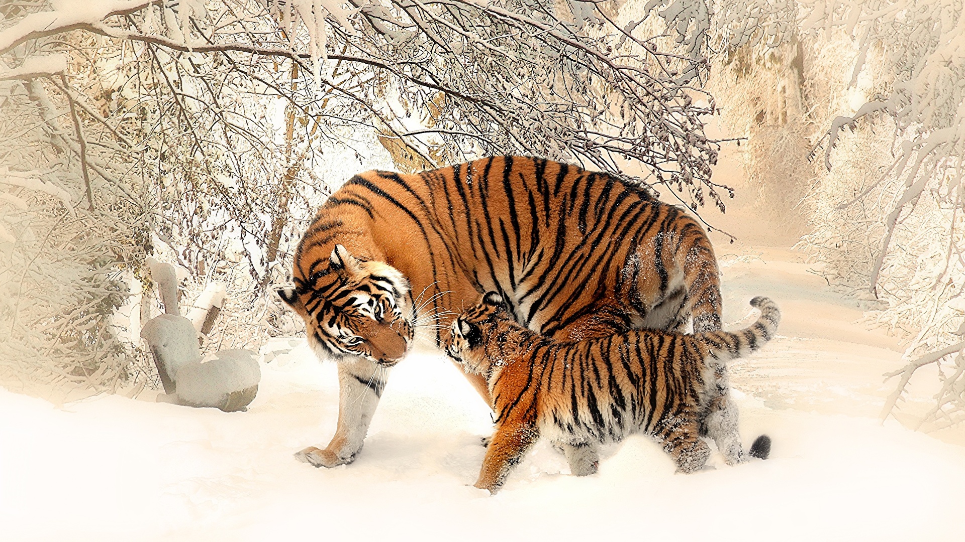 Картинки Тигры Детеныши Двое зимние снеге Животные 1920x1080 тигр 2 два две Зима вдвоем Снег снега снегу животное