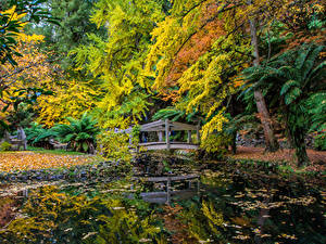 Обои Австралия Парки Пруд Осень Мост Деревьев Alfred Nicholas Memorial Gardens Природа