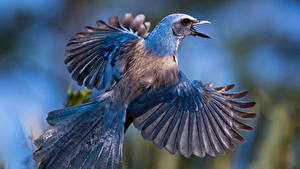 Фото Птицы Полет Крылья Florida scrub jay животное