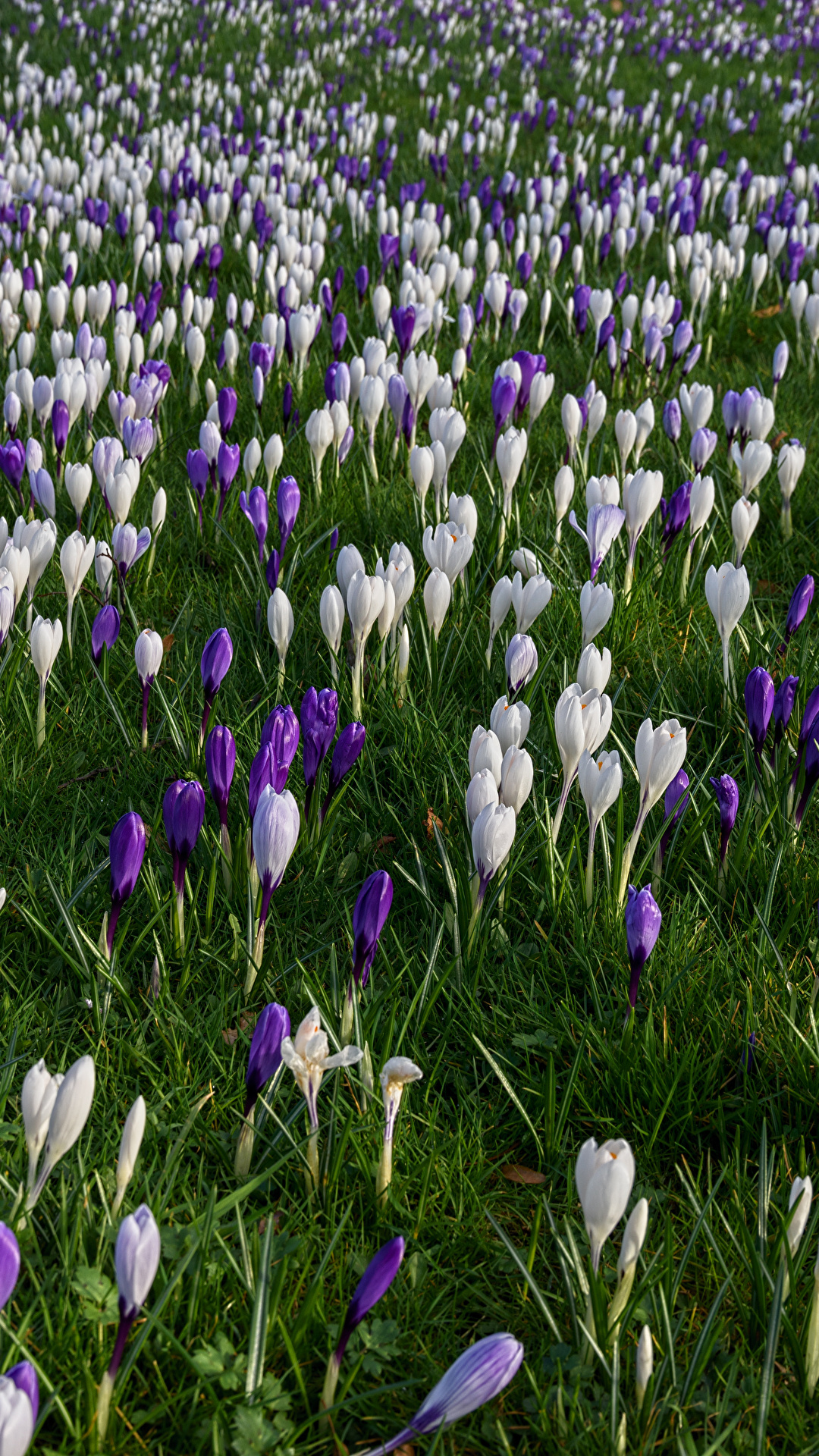 Фотография Весна Цветы Крокусы Много 1080x1920 для мобильного телефона весенние Шафран цветок
